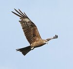 DSC06404 b
