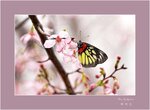 DSC00131 a