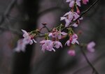 DSC00134 b