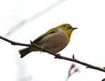 DSC00142 b