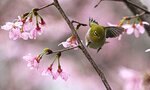 DSC00164 b