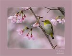 DSC00168 a