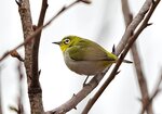 DSC00194 b