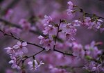 DSC00203 b