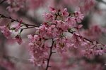DSC00205 b