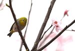 DSC00210 b