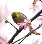 DSC00251 b