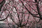 DSC00314 b