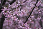 DSC00320 b
