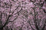 DSC00329 b