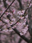 DSC00331 b