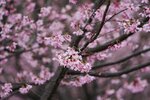 DSC00334 b