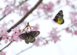 DSC00395 a