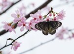 DSC00397 a