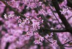 DSC00399 a