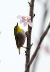 DSC00404 a
