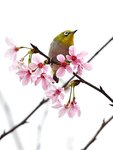 DSC00419 a
