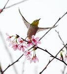 DSC00420 a