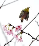 DSC00421 a