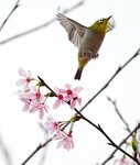 DSC00422 a