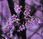 DSC00437 a