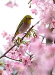 DSC00448 a