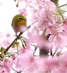 DSC00451 a