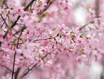 DSC00454 a