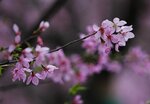 DSC00457 a