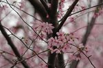 DSC00459 a