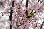 DSC00461 a