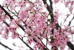 DSC00464 a