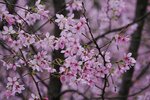 DSC00466 a