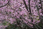 DSC00469 a