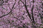 DSC00471 a
