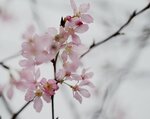 DSC00472 a