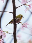 DSC00498 a