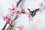 DSC00501 a