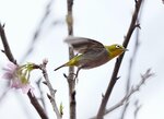 DSC00503 a
