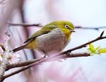DSC00529 a