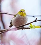 DSC00536 a