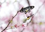 DSC00545 a