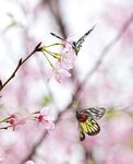DSC00549 a