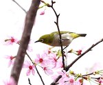 DSC00560 a