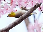 DSC00571 a