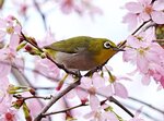 DSC00578 a