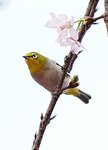 DSC00597 a