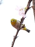 DSC00599 a