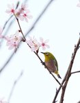 DSC00603 a