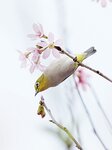 DSC00609 a